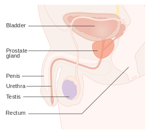 prostate diagram