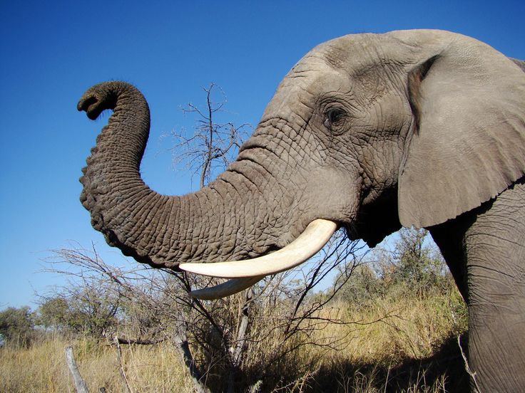 elephant profile head