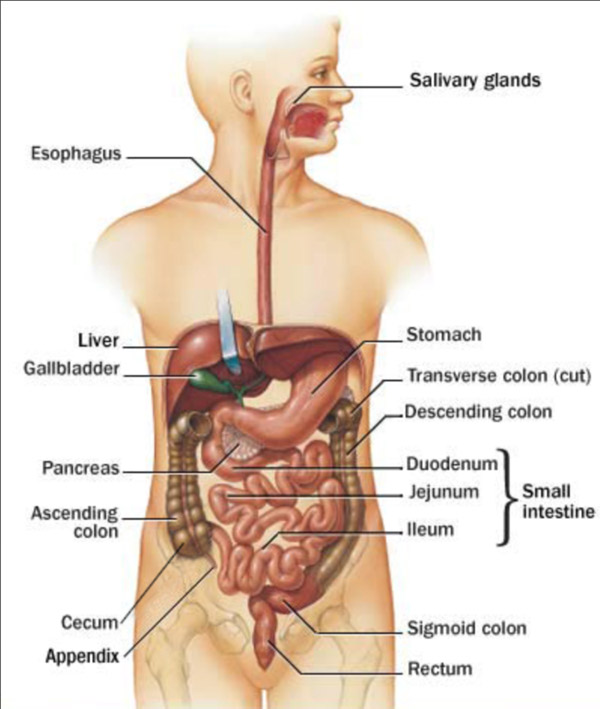 intestinal tract seniors