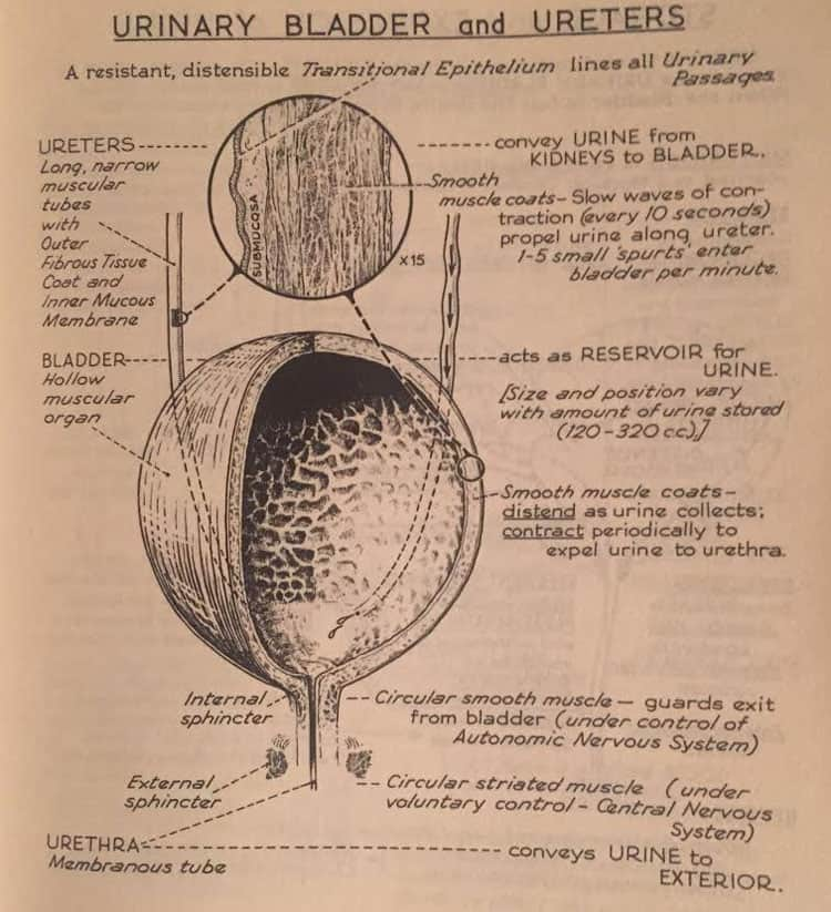 urinary tract image